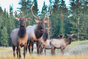 butlers-in-the-buff-canmore-bachelorette-wildlife